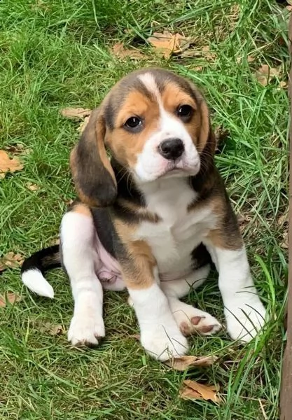 disponibili cuccioli beagle  | Foto 4