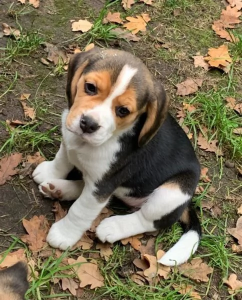 disponibili cuccioli beagle  | Foto 3