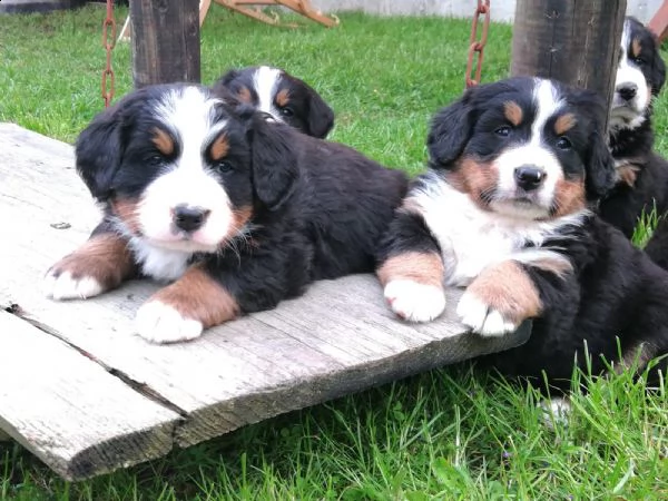 disponibili bellissimi cuccioli di bovaro del bernese