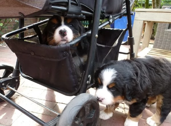 disponibili bellissimi cuccioli di bovaro del bernese | Foto 4