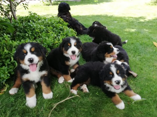 disponibili bellissimi cuccioli di bovaro del bernese | Foto 3