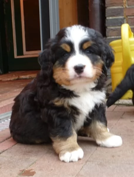 disponibili bellissimi cuccioli di bovaro del bernese | Foto 2