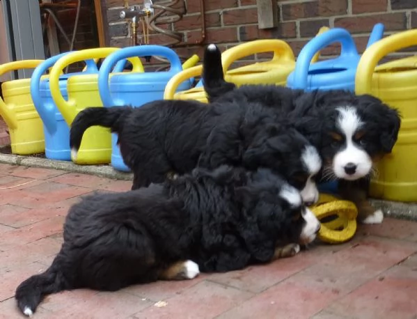 disponibili bellissimi cuccioli di bovaro del bernese | Foto 1