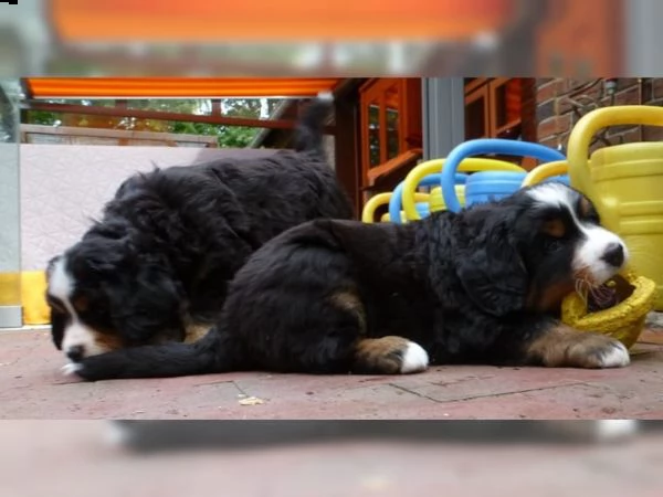 disponibili bellissimi cuccioli di bovaro del bernese | Foto 0