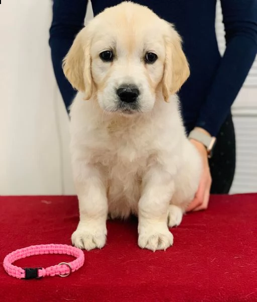 meravigliosi cuccioli di golden retriever!!!!