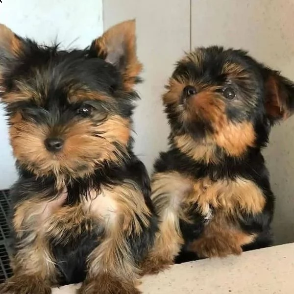 piccoli cuccioli di yorkie di qualità (+34631716322)