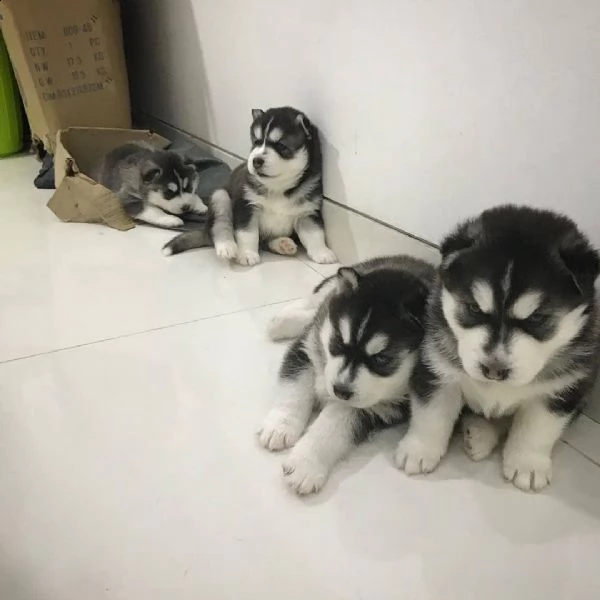 dolci cuccioli di husky siberiano (+34631716322)