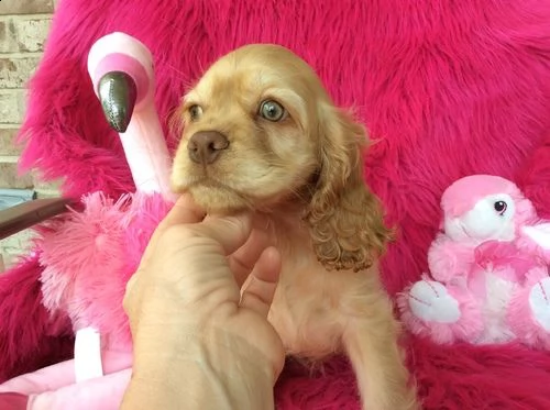 regalo cuccioli coker spaniel