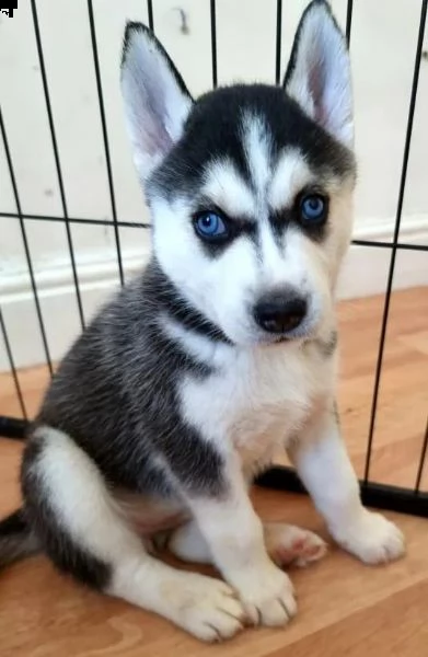 regalo siberian husky con pedigree .