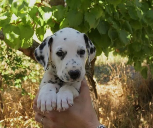 regalo dalmata cuccioli