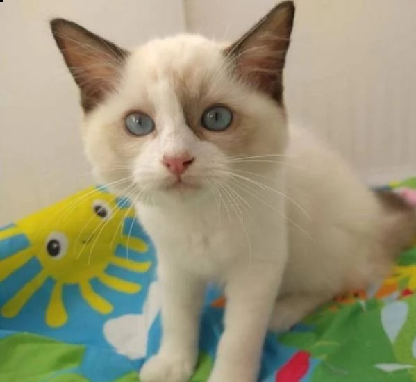 gattini ragdoll  in regalo