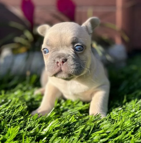 cuccioli di bulldog francese per l'adozione