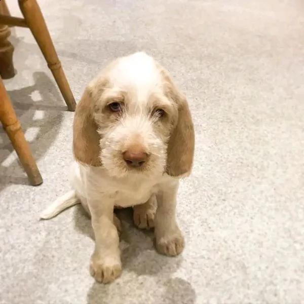 spinone cucciolo