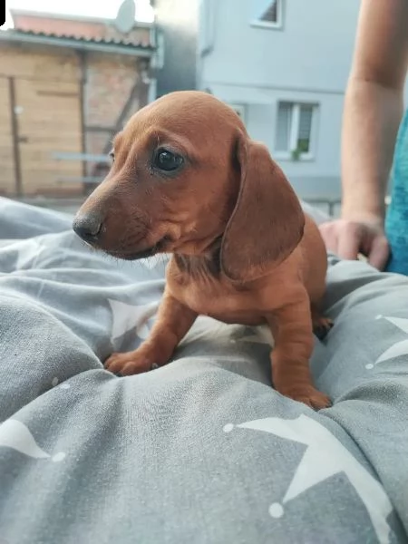 cuccioli di bassotto tedesco a pelo corto con pedigree