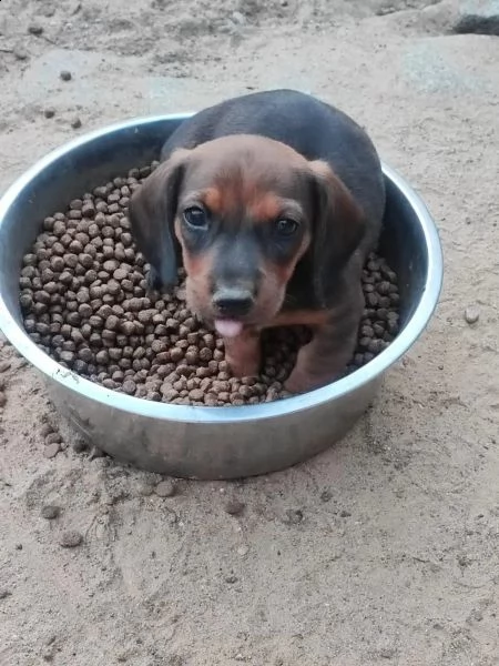 cuccioli di bassotto tedesco a pelo corto con pedigree | Foto 2