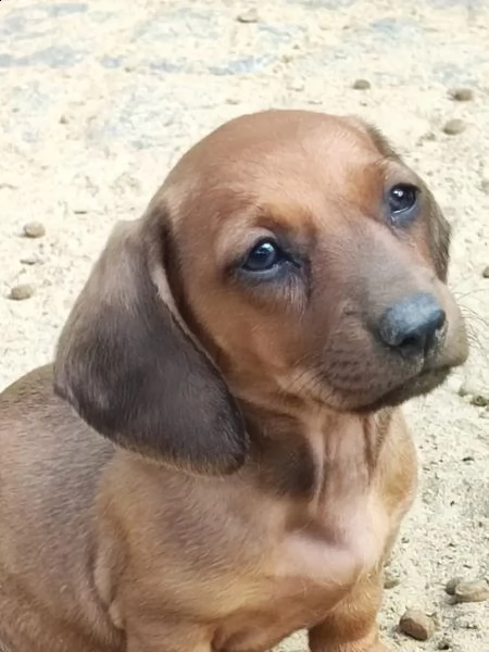 cuccioli di bassotto tedesco a pelo corto con pedigree | Foto 1