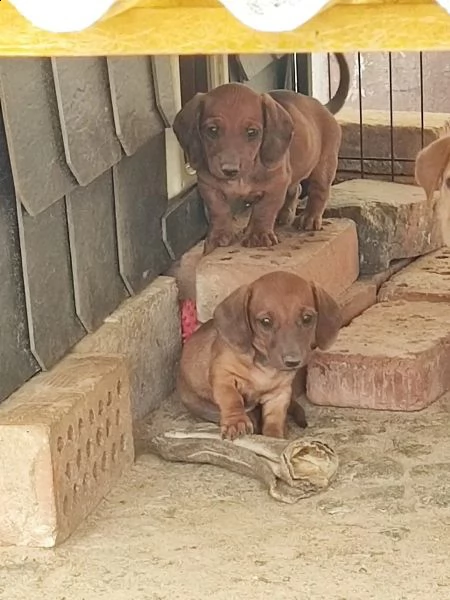 cuccioli di bassotto tedesco a pelo corto con pedigree | Foto 0