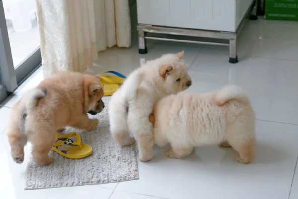 bellissimi cuccioli di chow chow creama  | Foto 0