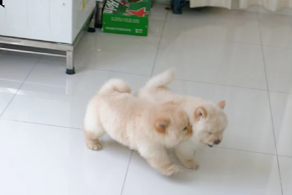 bellissimi cuccioli di chow chow creama 