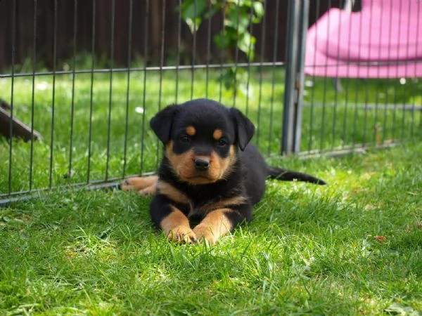 kuccioli di rottweiler | Foto 3