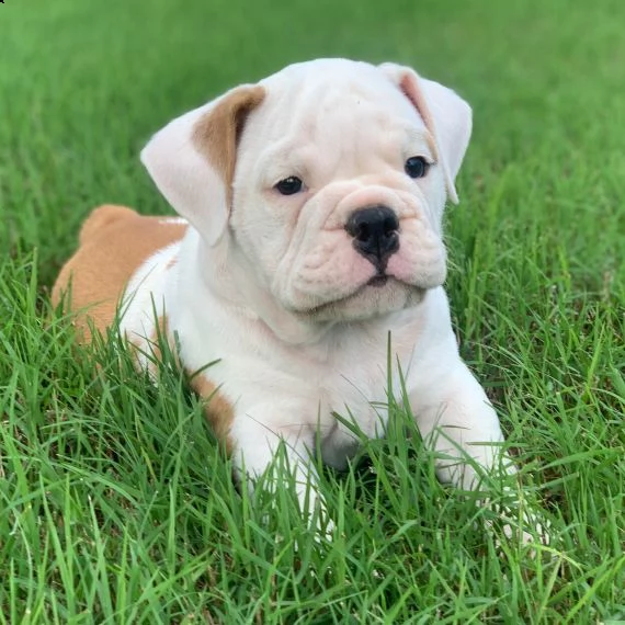 bulldog inglese cuccioli per l'adozione bellissima cucciolata cerca nuova famiglia, 4 maschi e 3 fem