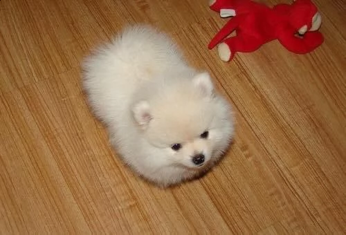 regalo pomeranian  | Foto 0