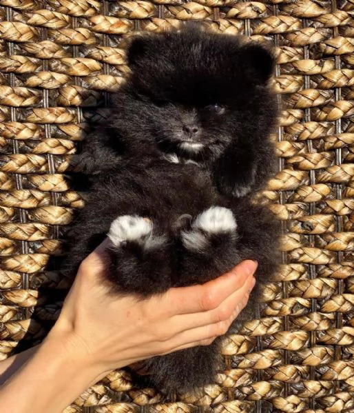 vendo cuccioli di pomerania | Foto 1