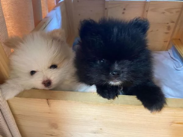 vendo cuccioli di pomerania