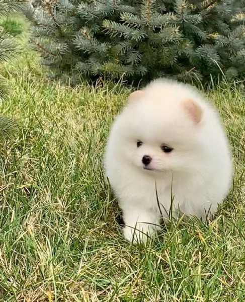 preziosi cuccioli di pomerania in adozione<><>