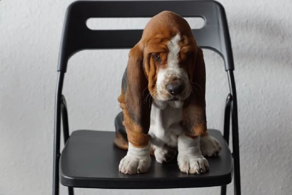 cuccioli di bassethound