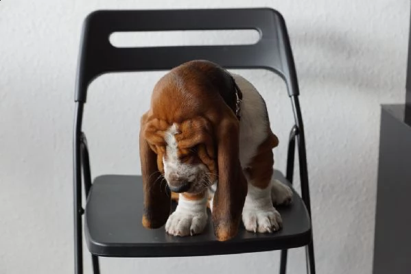 cuccioli di bassethound | Foto 0