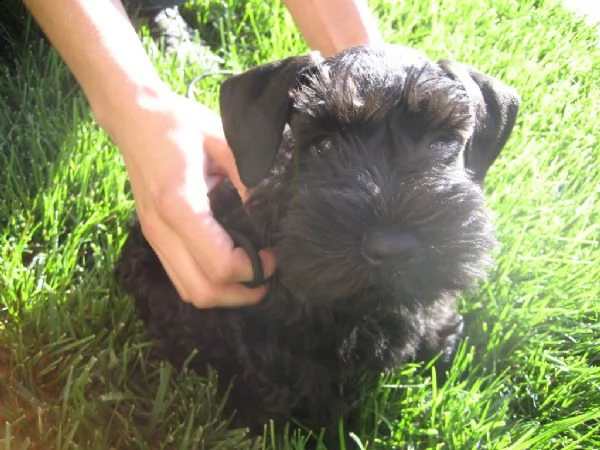  cuccioli di schnauzer | Foto 0