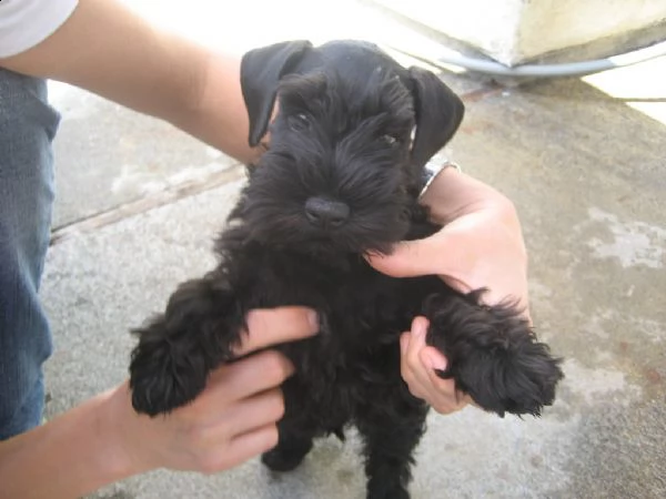  cuccioli di schnauzer