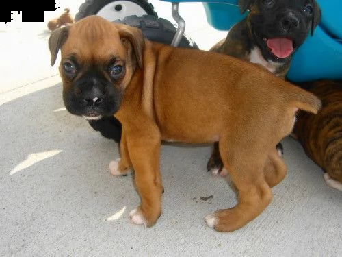 disponibili splendidi cuccioli di boxer | Foto 0