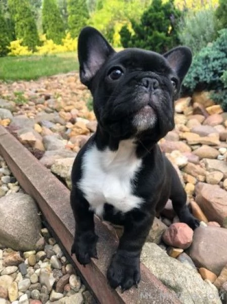 simpatici cuccioli di bulldog francese disponibili per la vendita