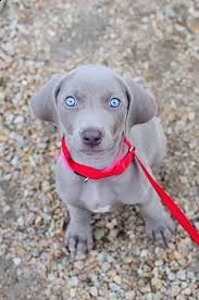 regalo cuccioli weimaraner ciao siamo un piccolo allevamento amatoriale abbiamo a disposizone degli 