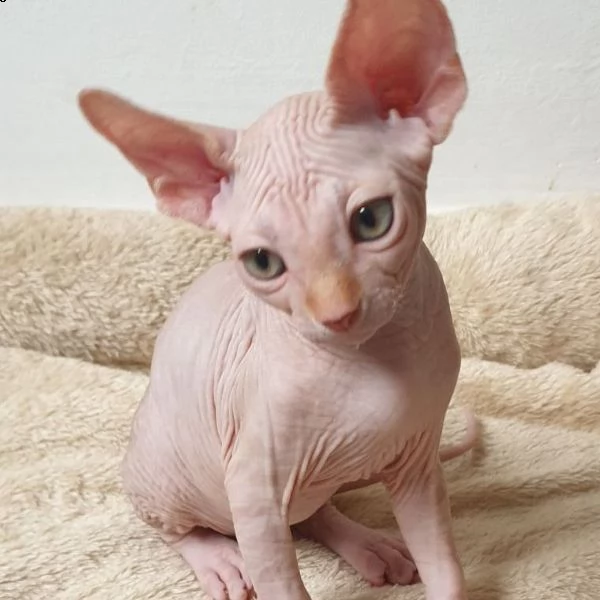 sphynx 