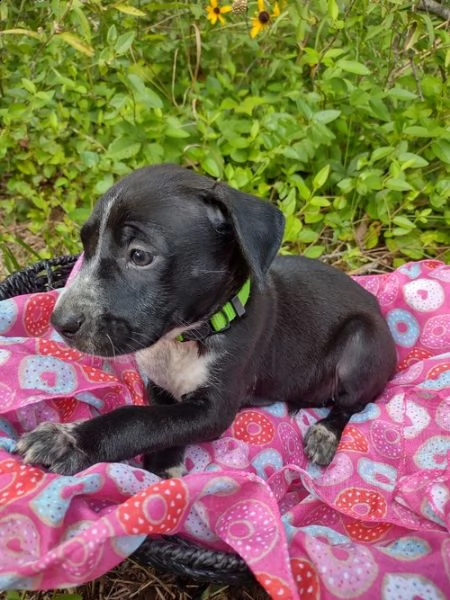 regalo adorabili cuccioli  dobermann  femminucce e maschietti  gratuita