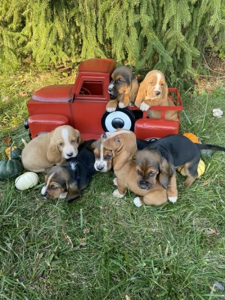 regalo adorabili cuccioli  basset hound femminucce e maschietti gratuita