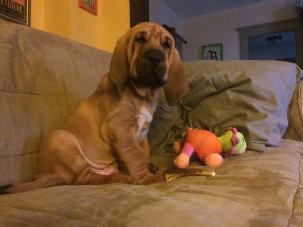 cuccioli di bloodhound