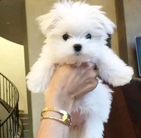 cucciolo di maltese mini toy