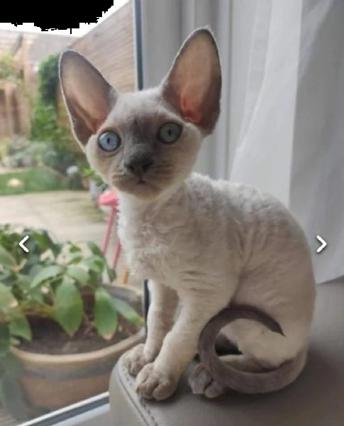 bellissimi cuccioli devon rex disponibili per l'adozione