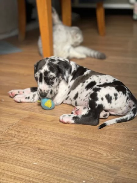 regalo dalmata cuccioli 