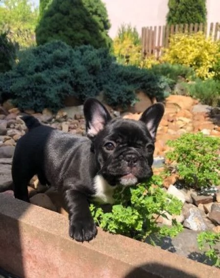 simpatici cuccioli di bulldog francese disponibili per la vendita. | Foto 0