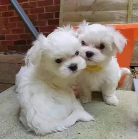 due cuccioli di maltese bianchi