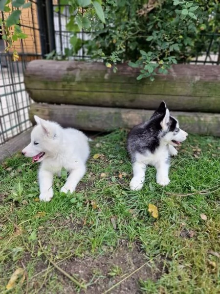 cuccioli di siberian husky cioccolato con pedigree | Foto 4