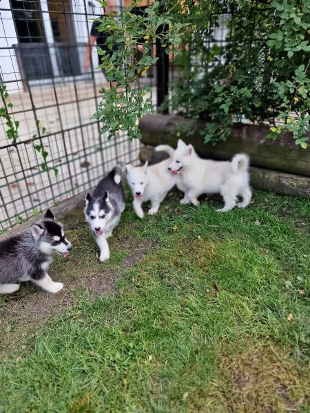 cuccioli di siberian husky cioccolato con pedigree | Foto 3