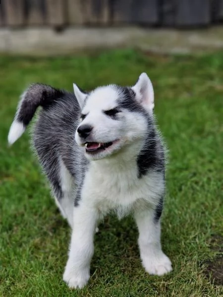 cuccioli di siberian husky cioccolato con pedigree | Foto 2