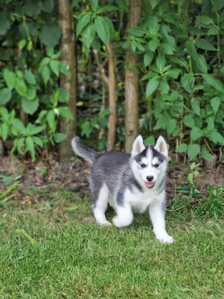 cuccioli di siberian husky cioccolato con pedigree | Foto 1