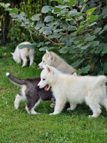 cuccioli di siberian husky cioccolato con pedigree